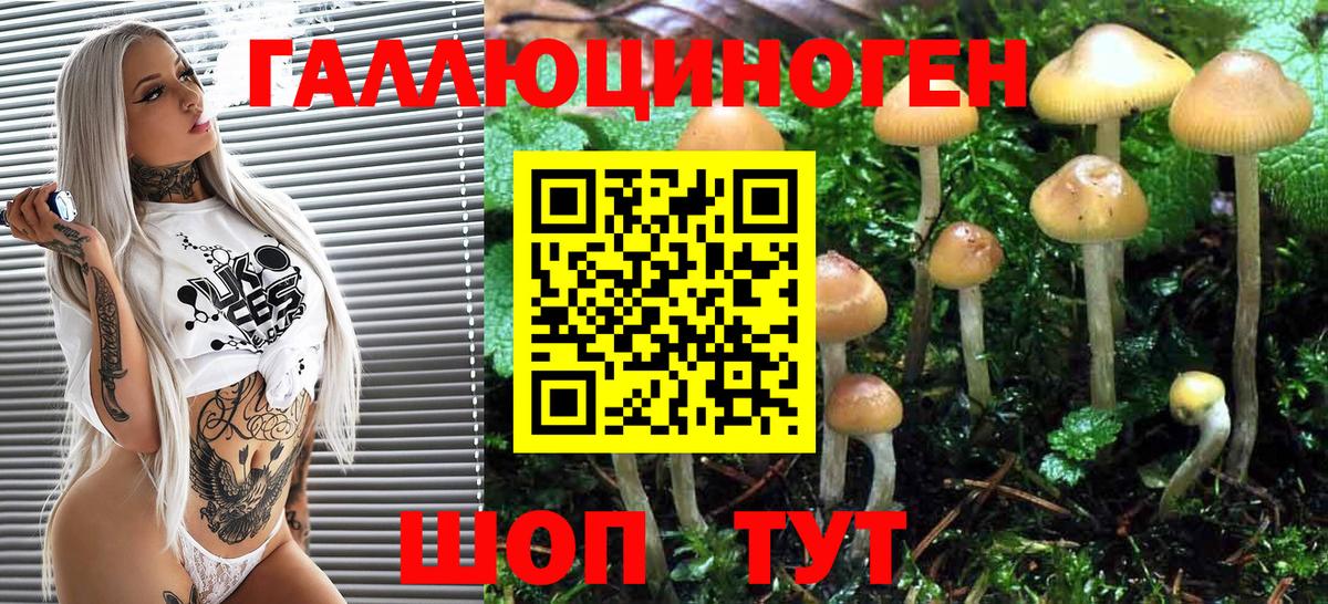 Псилоцибиновые грибы Psilocybine cubensis Бутурлиновка